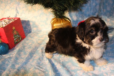 havanese-puppies